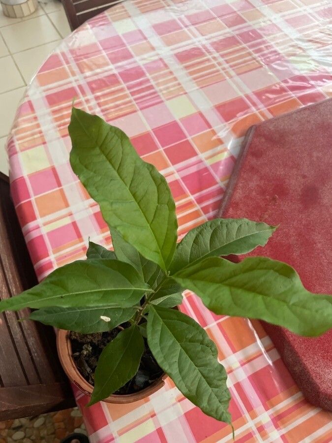 Bunchosia glandulosa — search result for 'Bunchosia'