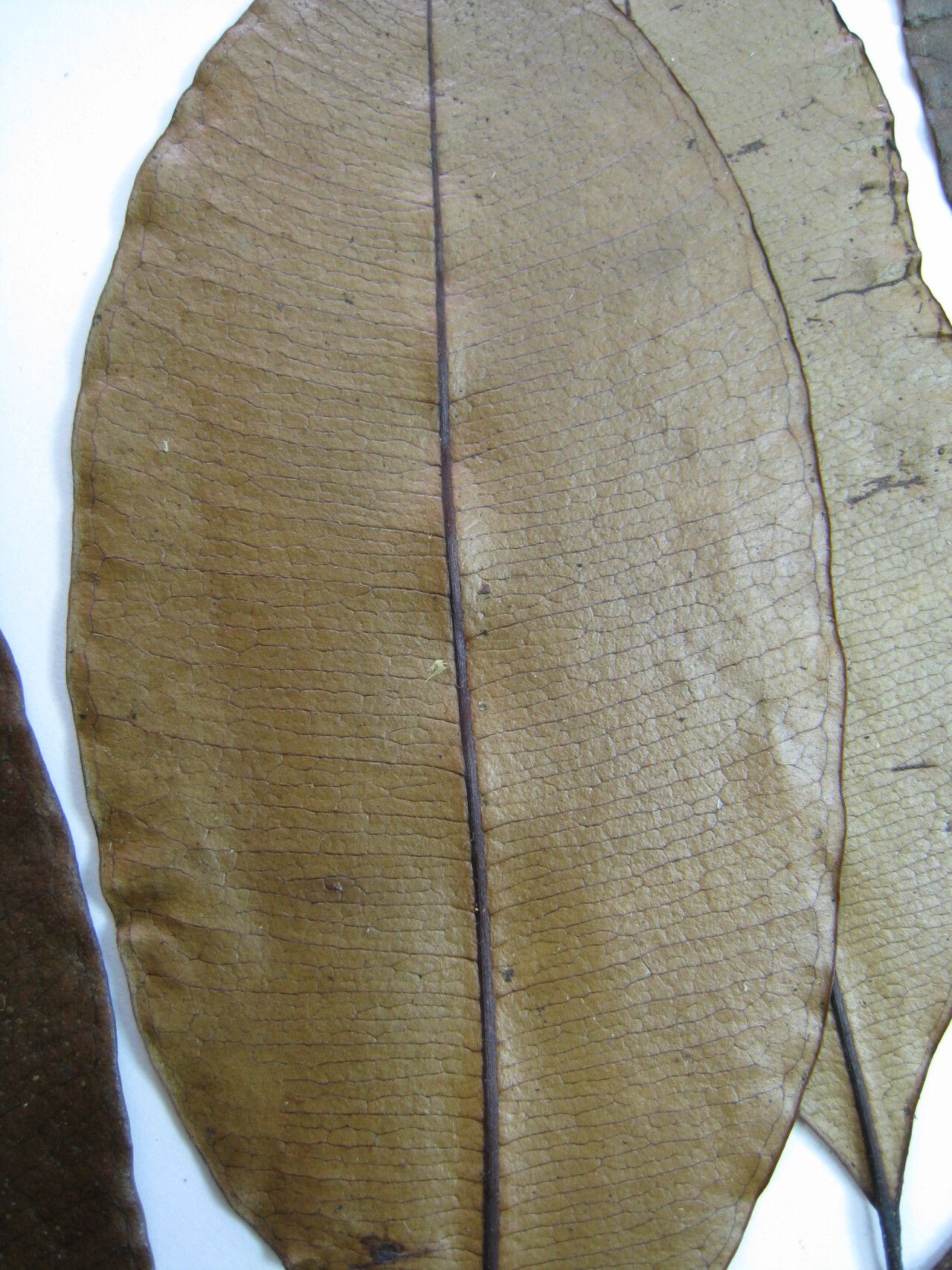 Diploon cuspidatum other