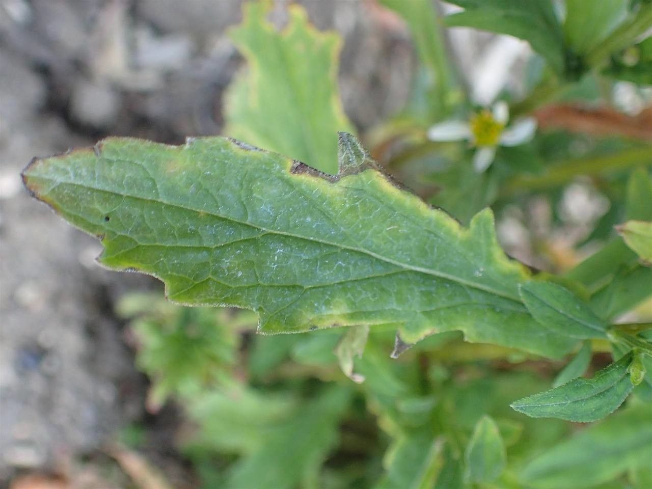 Kalimeris incisa — houseplant care guide