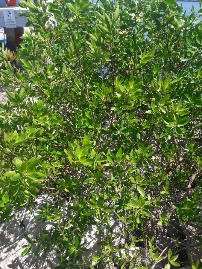 Conocarpus erectus leaf