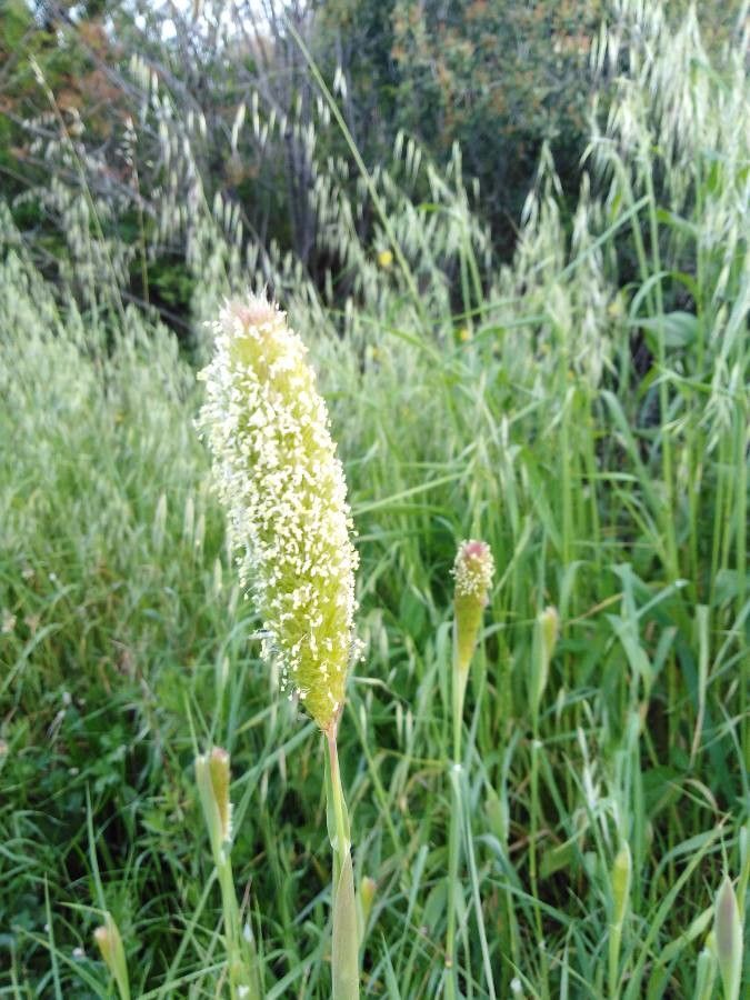 Phalaris paradoxa fruit