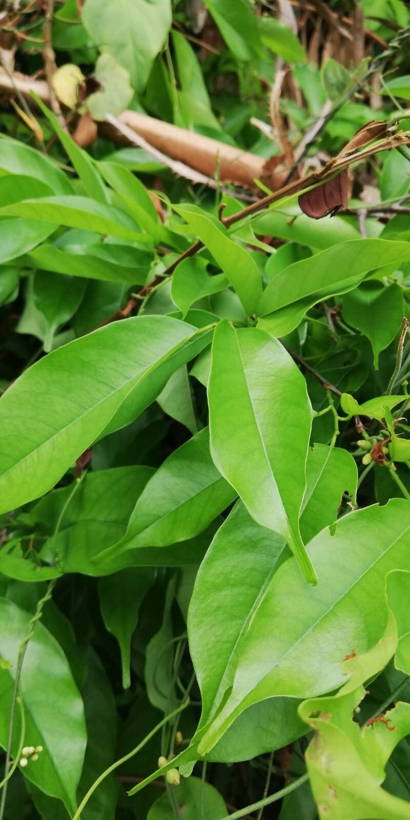 Antidesma membranaceum — houseplant care guide