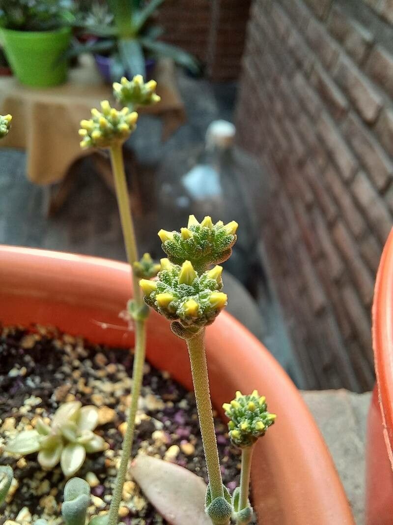 Crassula tomentosa flower