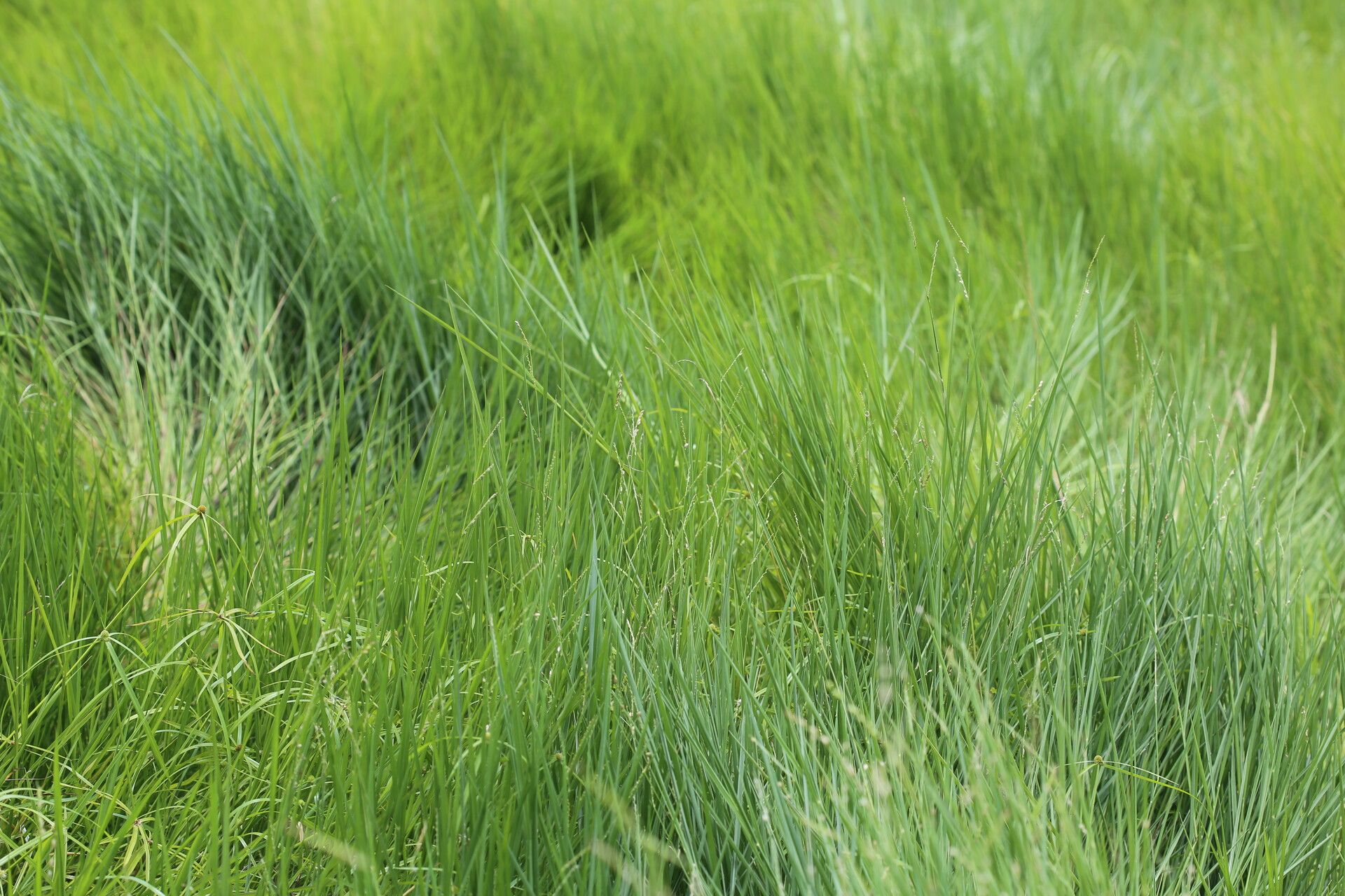 Urochloa dictyoneura habit