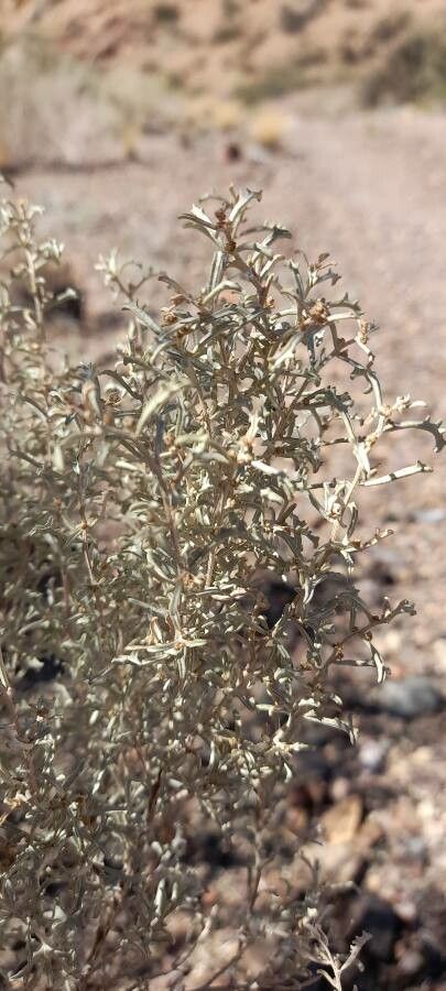 Atriplex crenatifolia leaf
