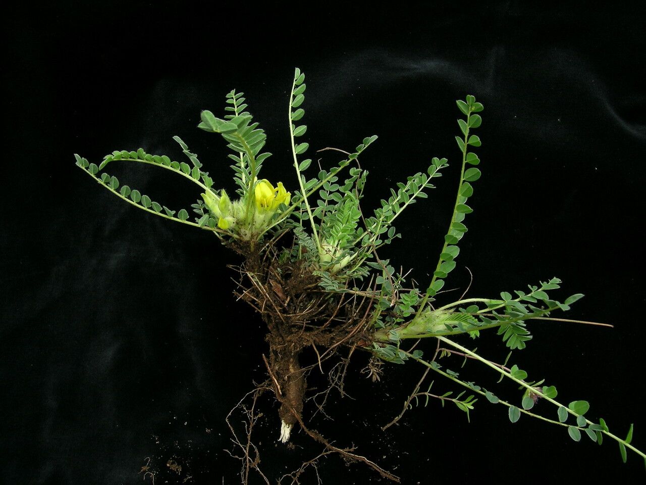 Astragalus supervisus habit