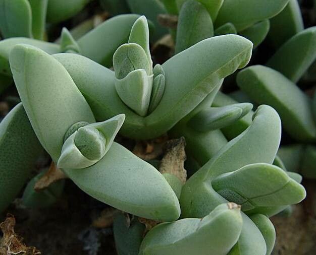 Cheiridopsis purpurea — houseplant care guide