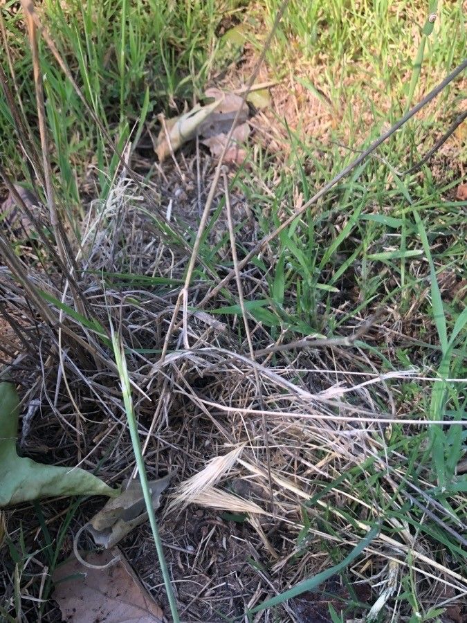 Elymus curvifolius leaf