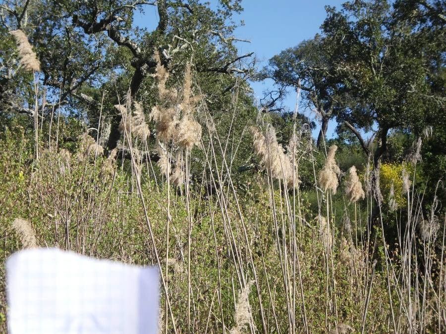 Phragmites mauritianus flower