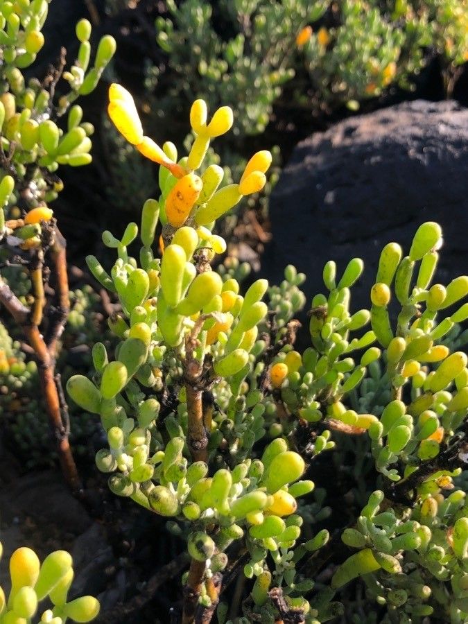 Tetraena fontanesii leaf