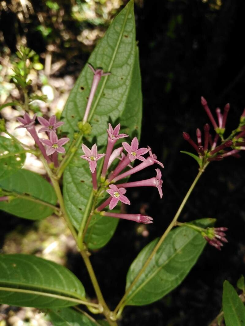 Cestrum poasanum flower