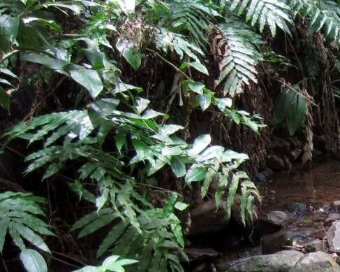 Stigmatopteris longicaudata habit
