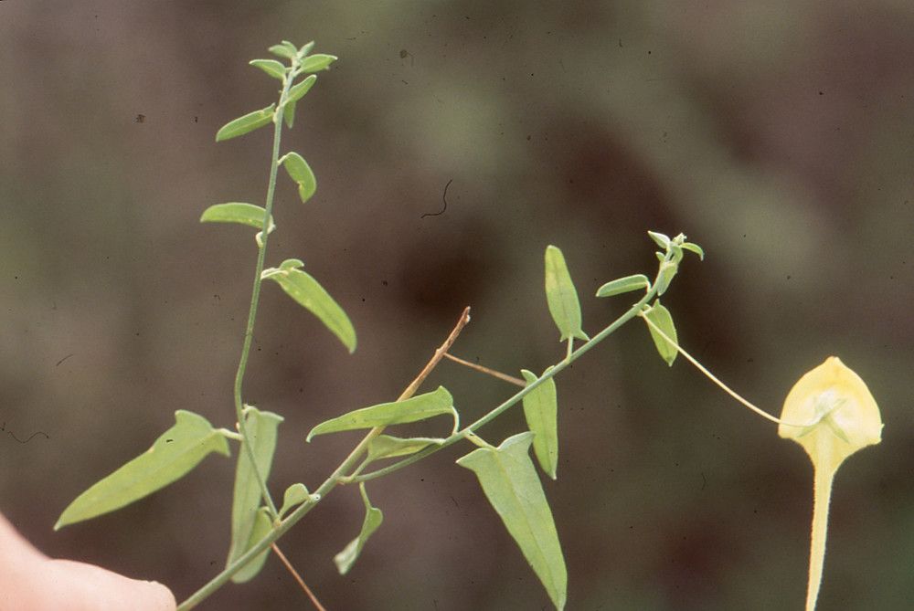 Kickxia sagittata other