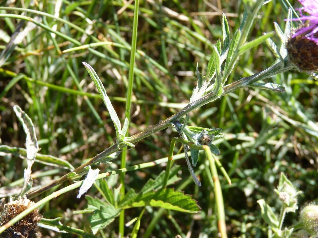 Centaurea decipiens — search result for 'Centaurea'