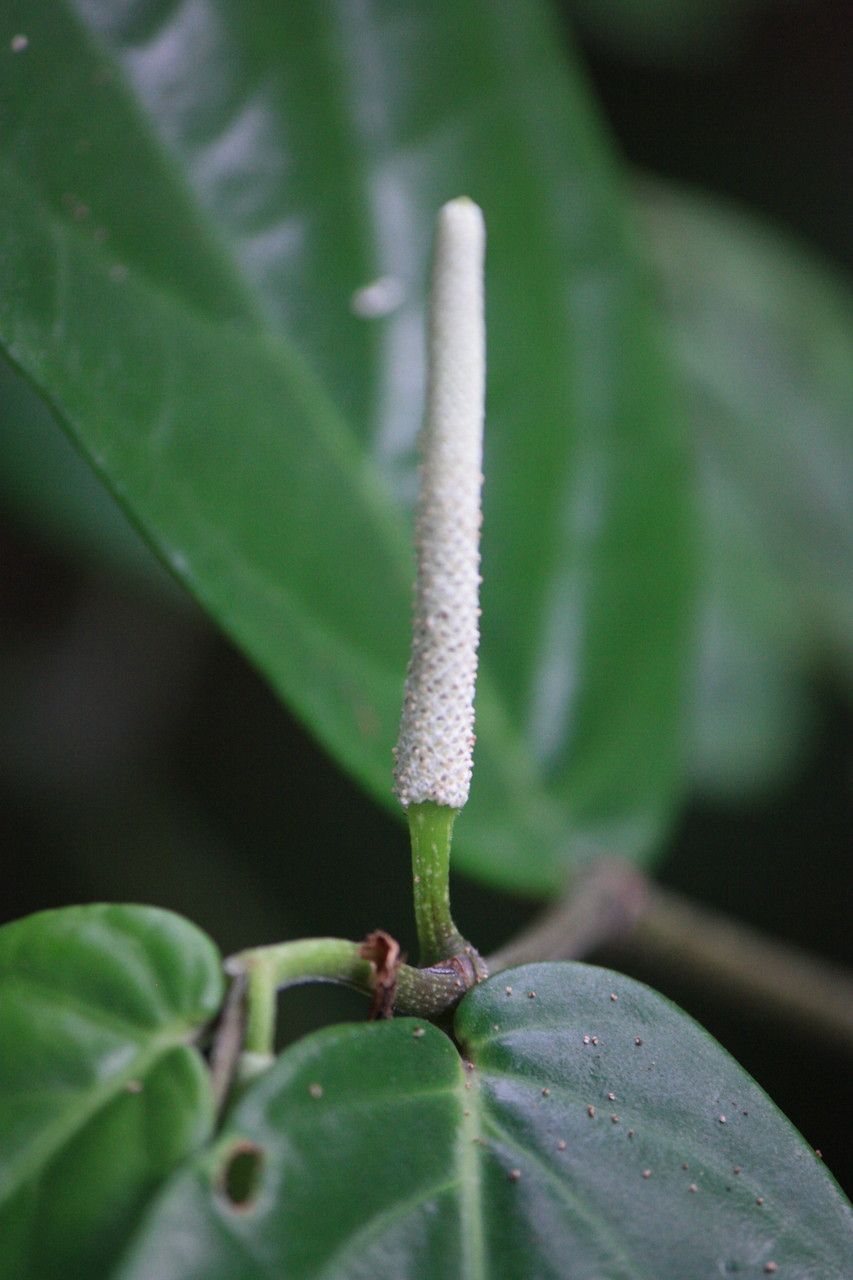 Piper melanocladum flower