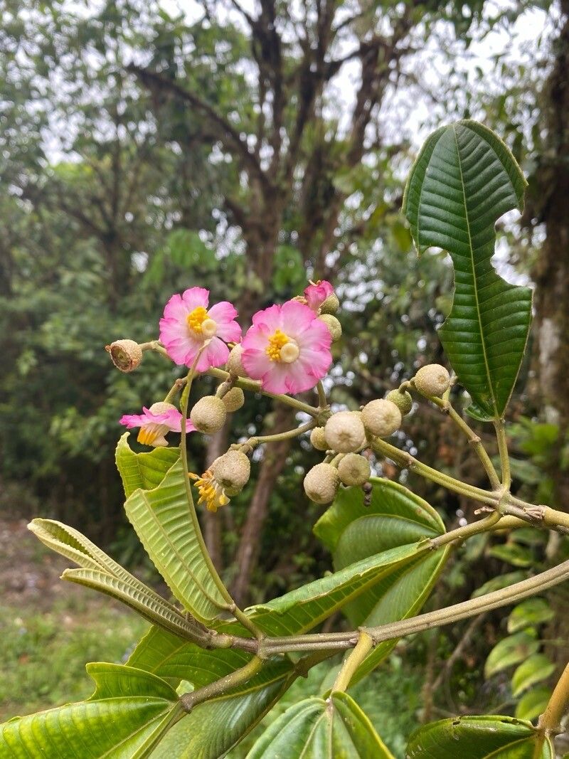 Miconia bigibbosa flower