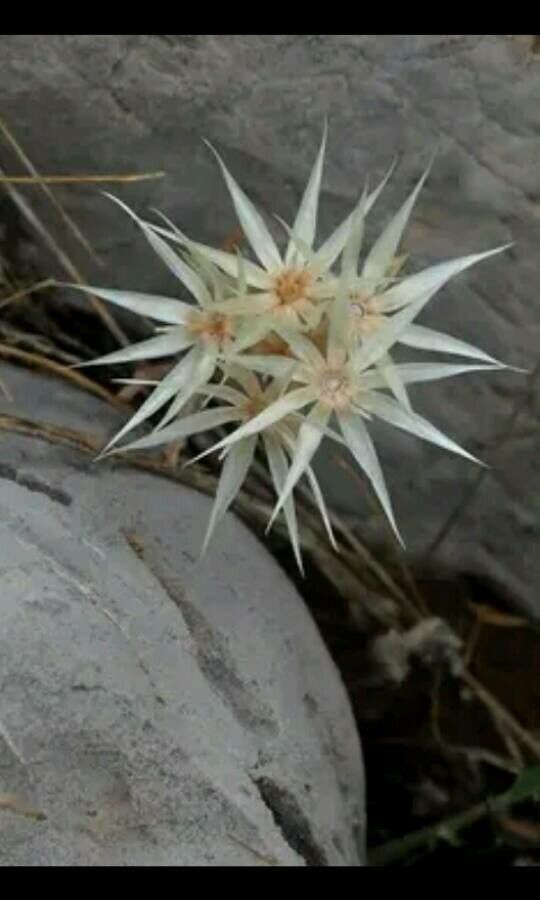 Chardinia orientalis — houseplant care guide