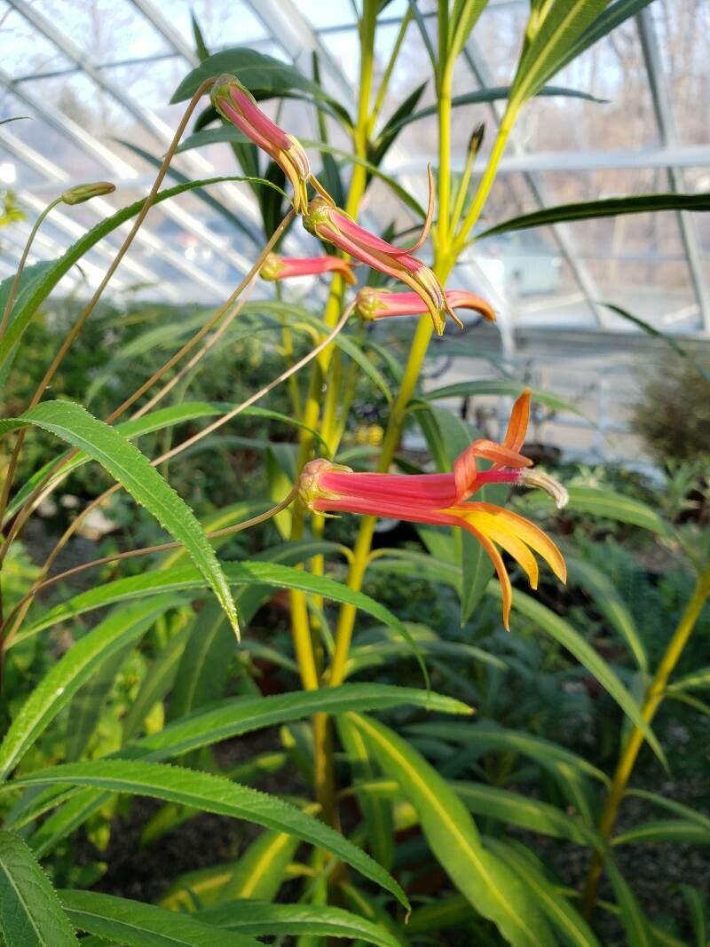 Lobelia aguana flower