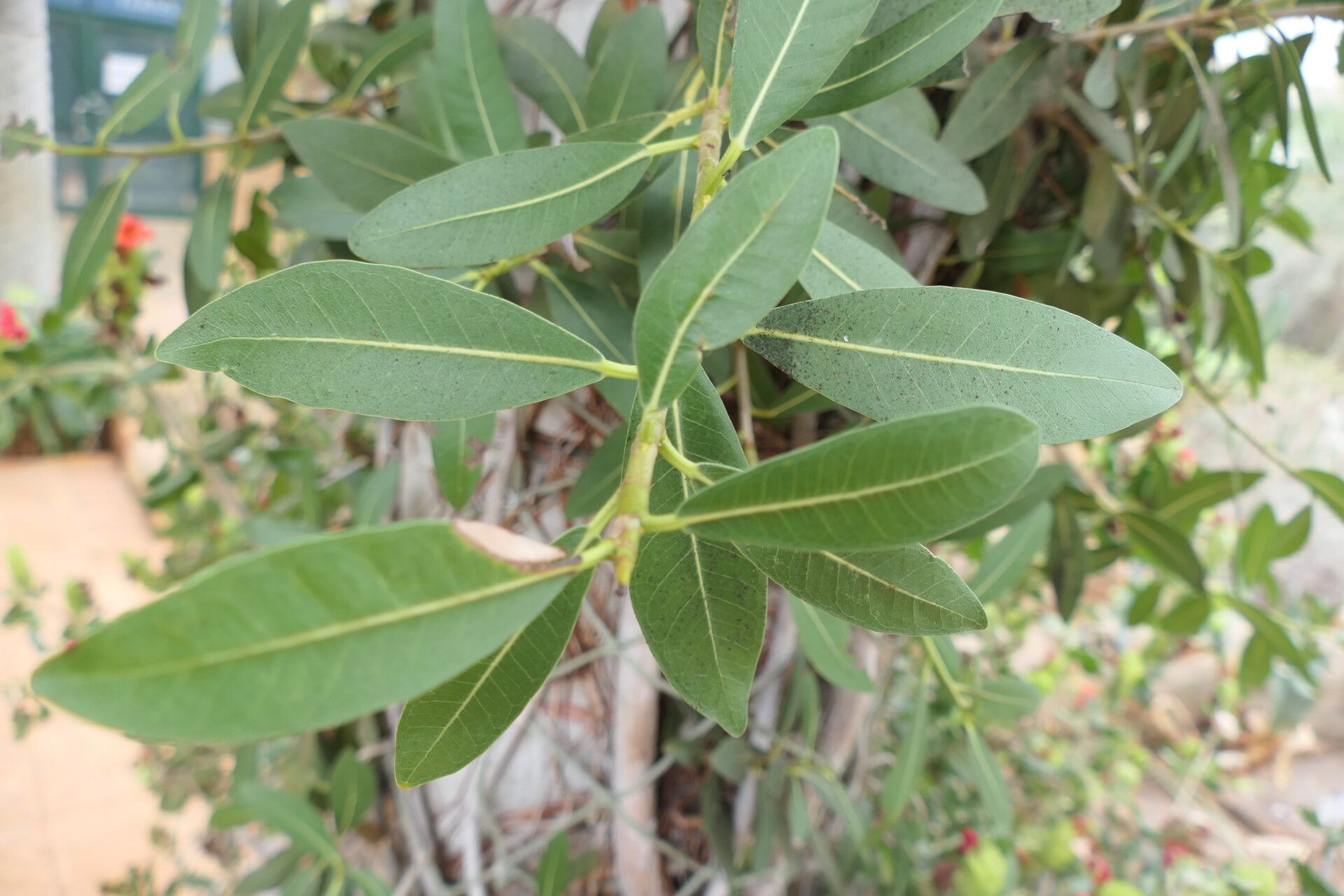 Ficus ilicina — houseplant care guide