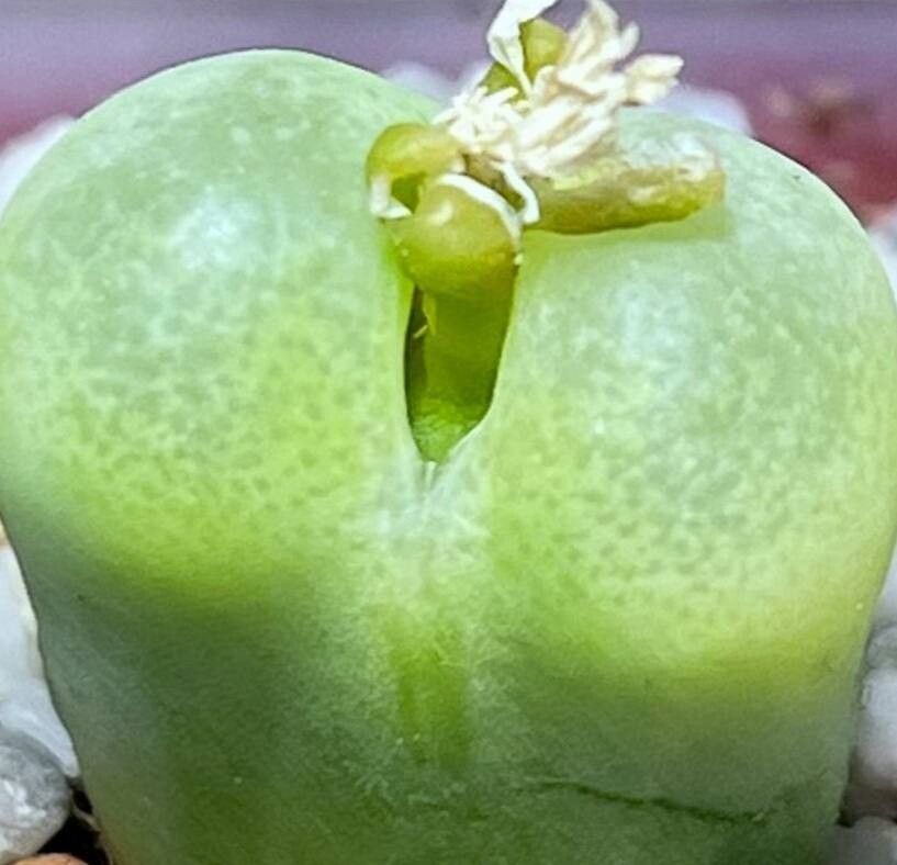 Conophytum subfenestratum habit