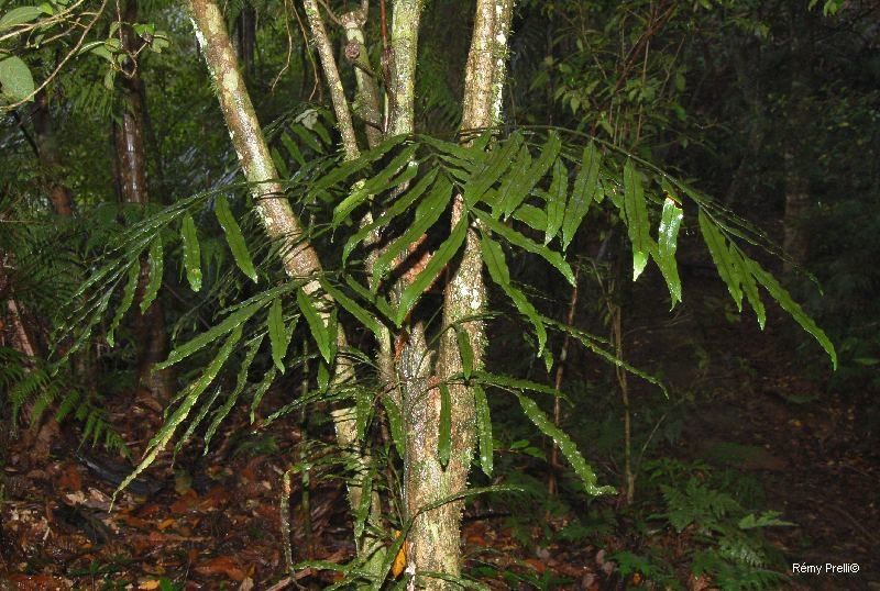 Lomariopsis novae-caledoniae bark