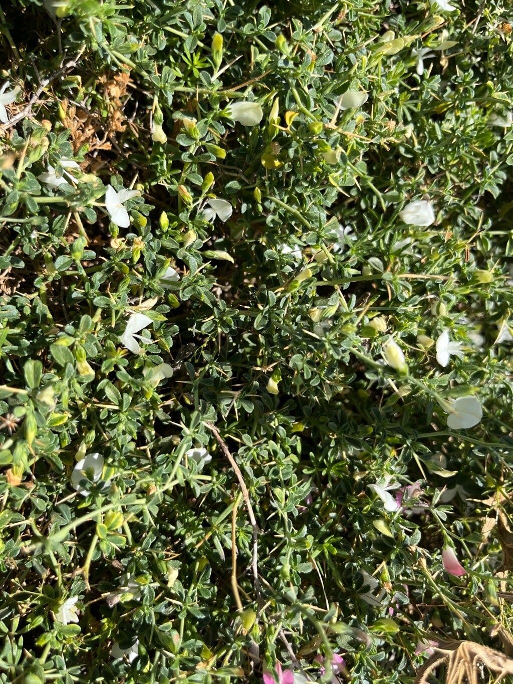 Trifolium uniflorum — search result for 'Trifolium'