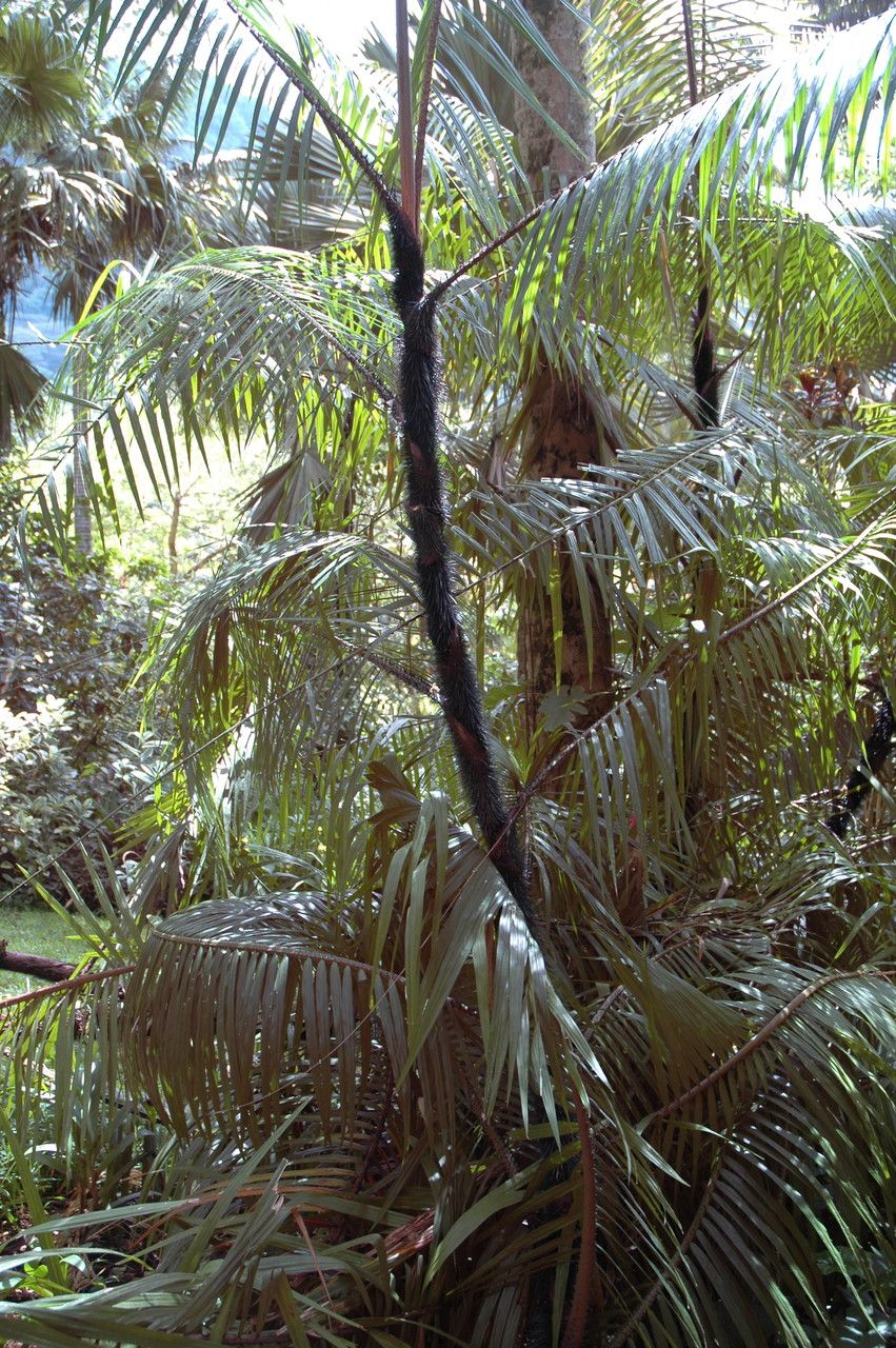 Calamus validus — houseplant care guide