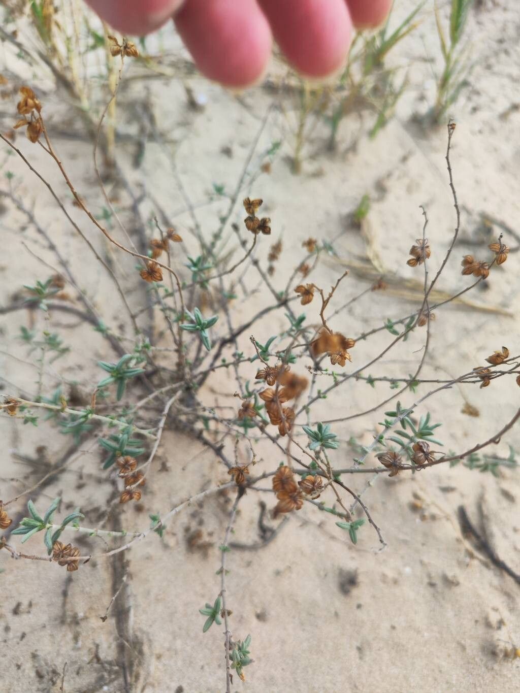 Helianthemum marminorense habit