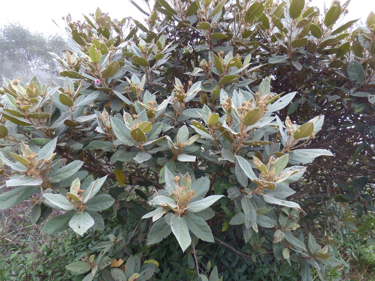 Ruizia uniflora habit