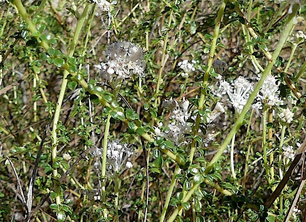 Ceanothus microphyllus — search result for 'Ceanothus'