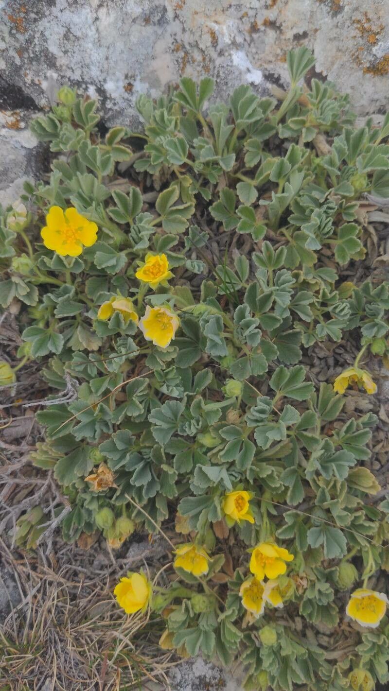 Argentina peduncularis habit