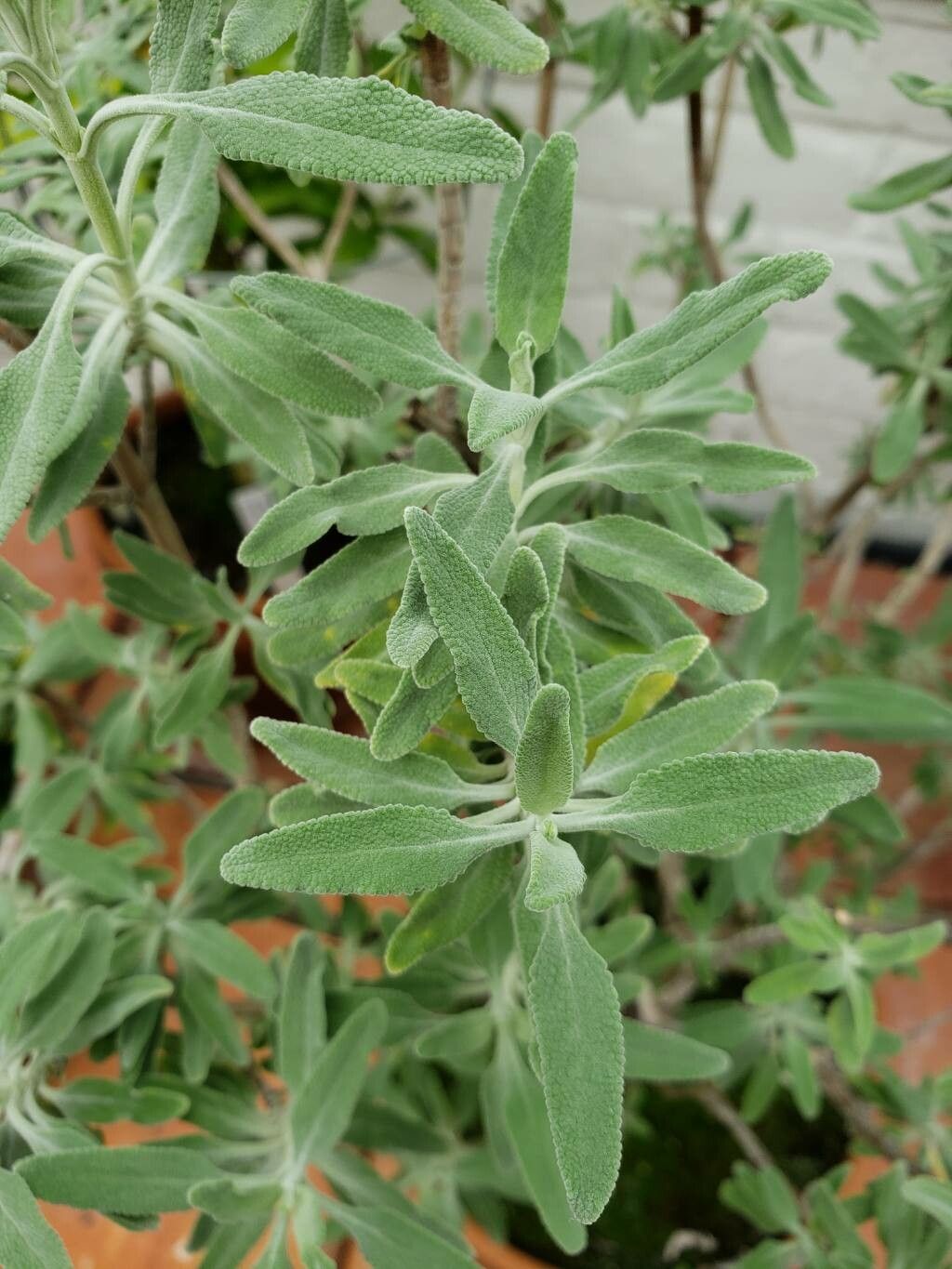 Salvia coulteri — houseplant care guide