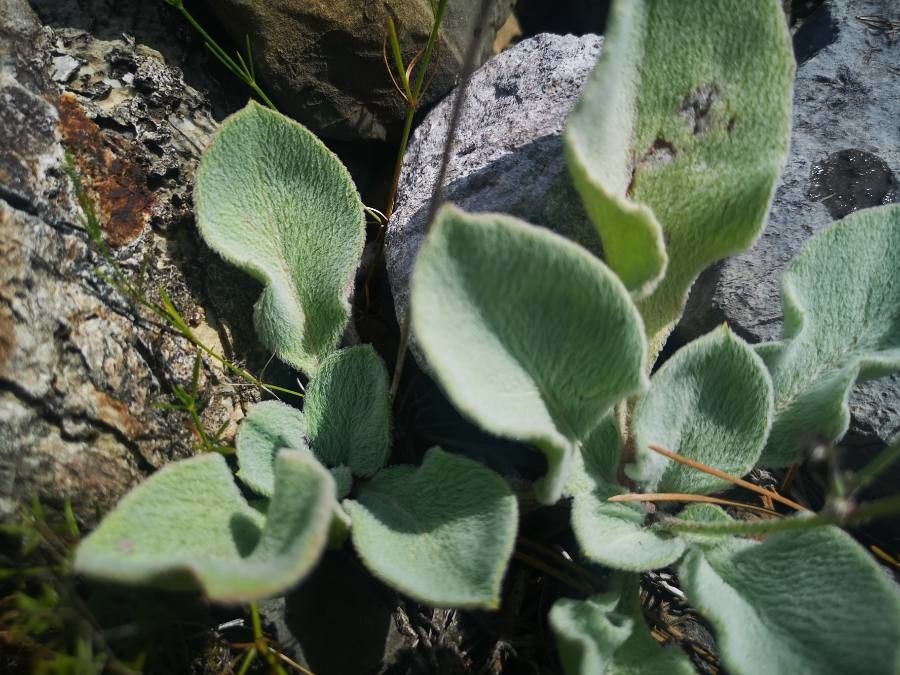 Hieracium tomentosum leaf