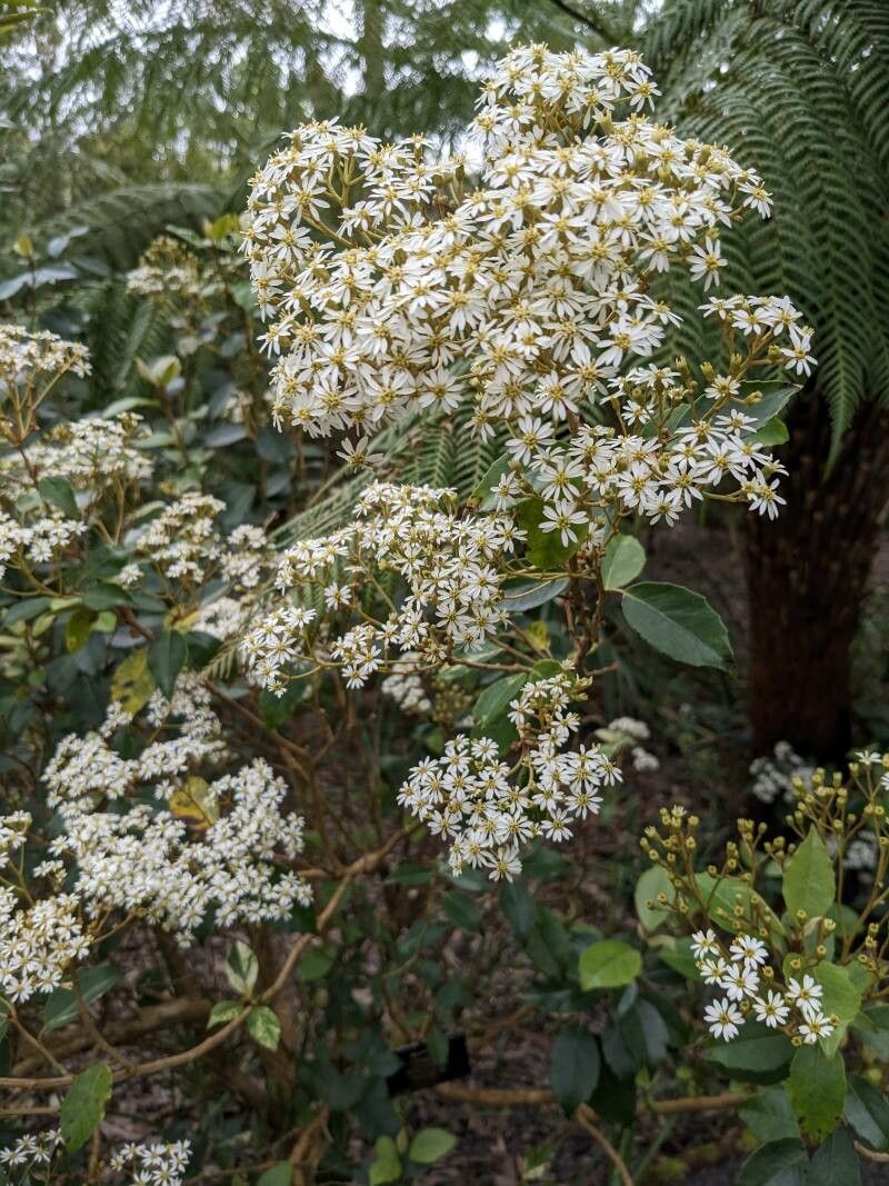 Olearia angustifolia — related species from the same genus