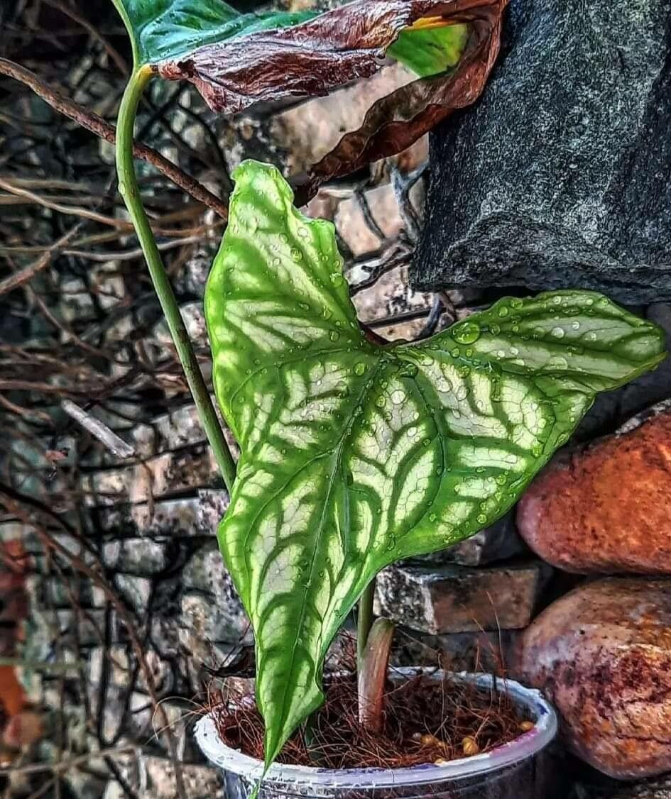 Cercestis mirabilis leaf