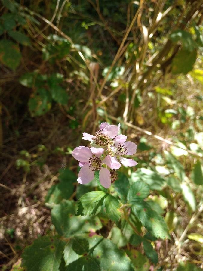 Rubus albiflorus flower