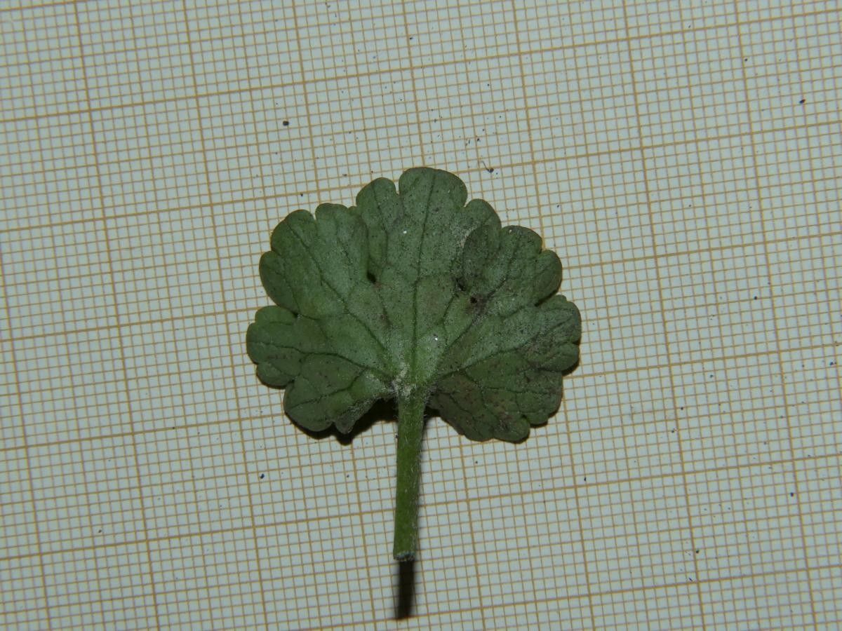 Ranunculus nigrescens leaf