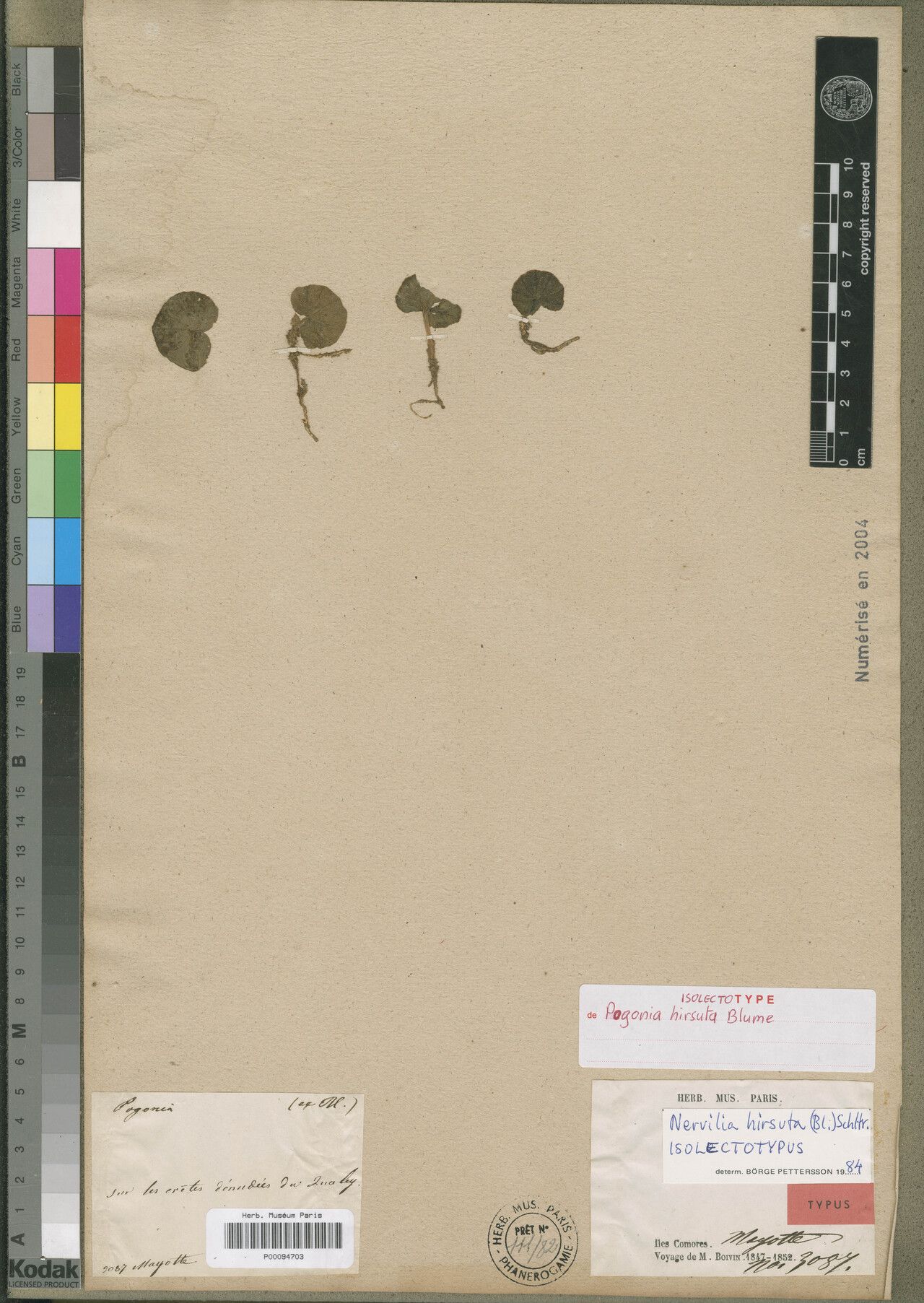 Nervilia hirsuta — houseplant care guide