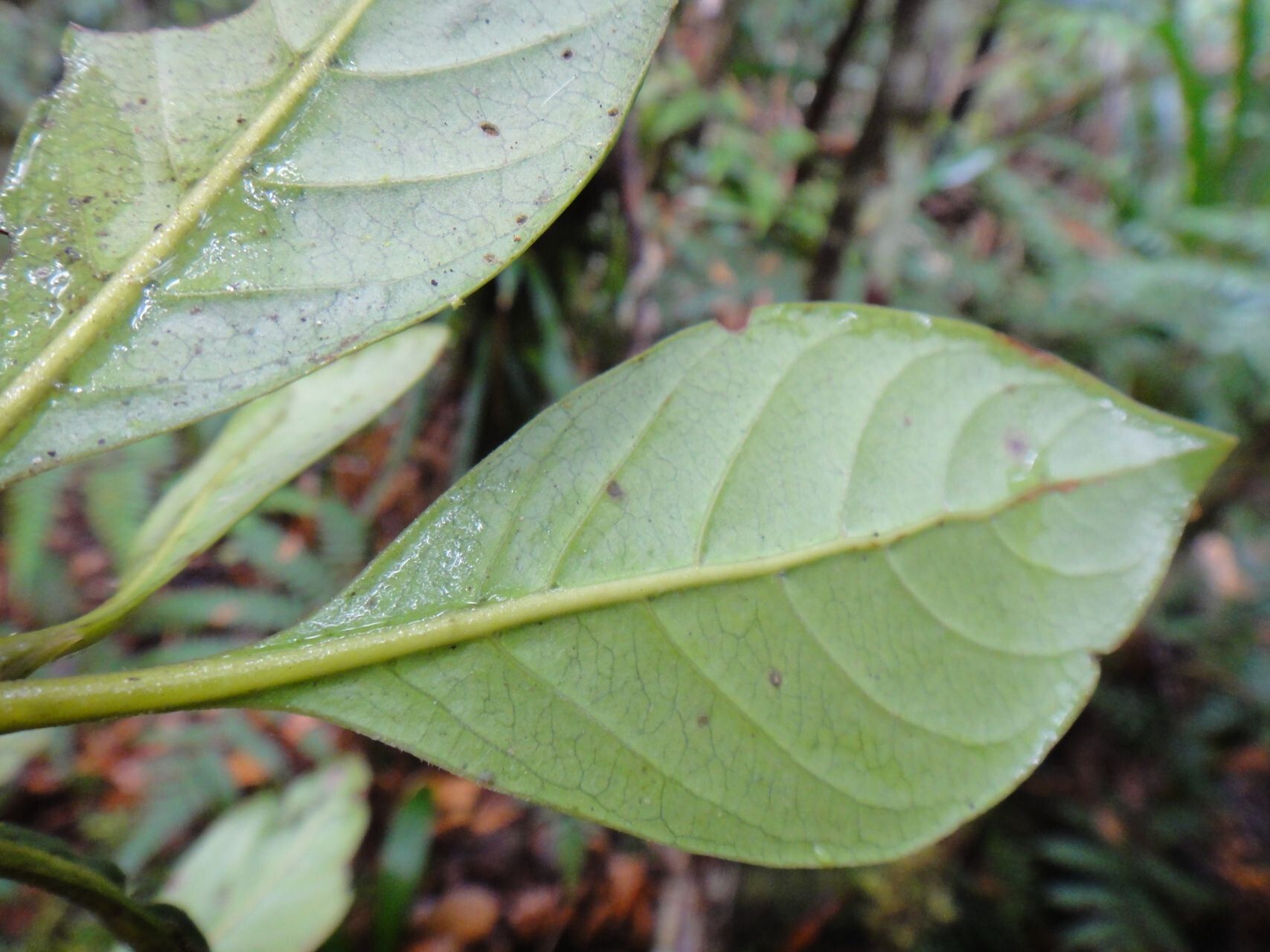 Guettarda heterosepala — houseplant care guide