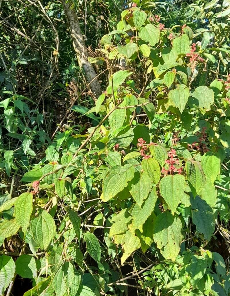Miconia leacrenata habit