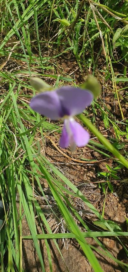 Vigna membranacea flower