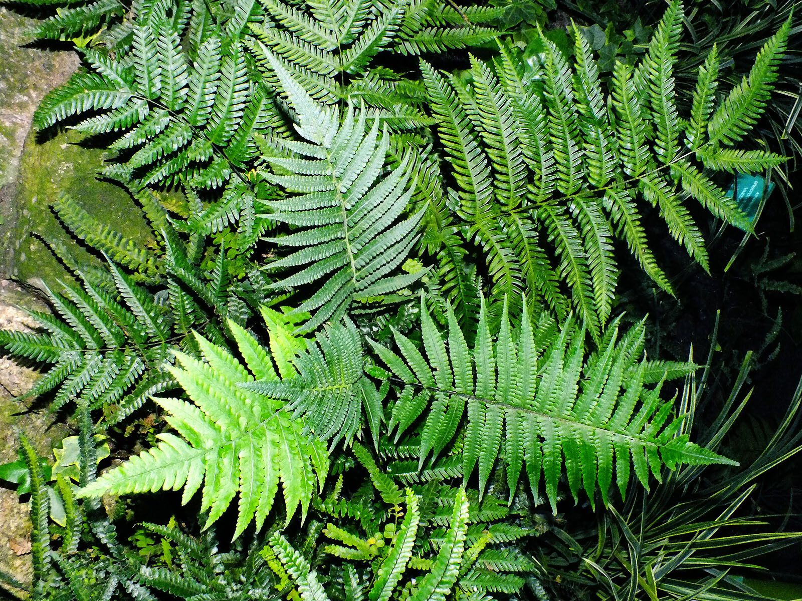 Thelypteris urbani — search result for 'Thelypteris'