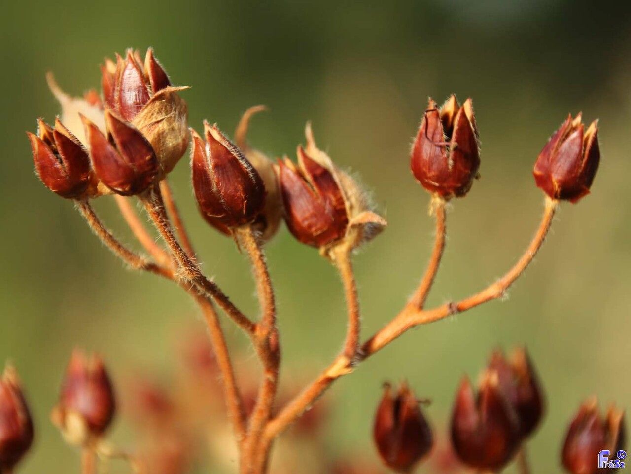 Cistus symphytifolius fruit