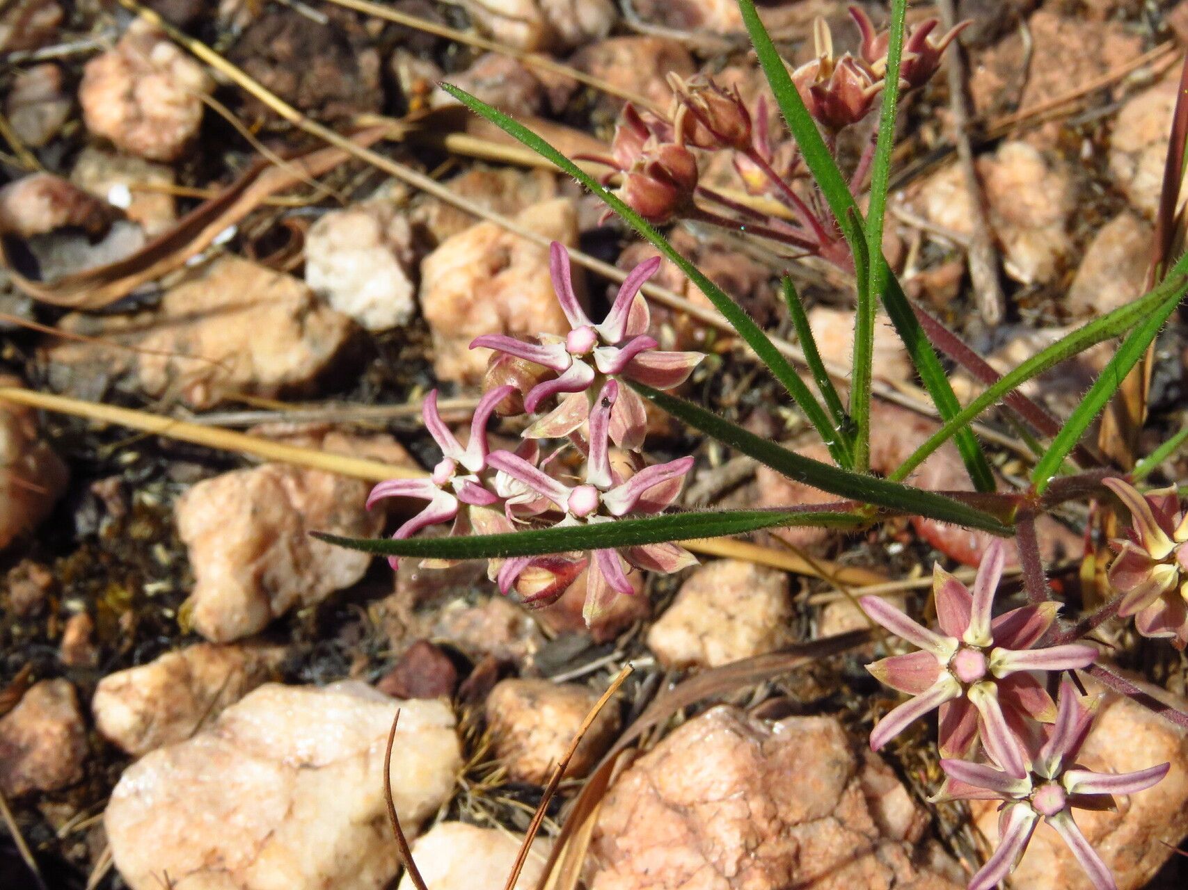 Asclepias randii flower