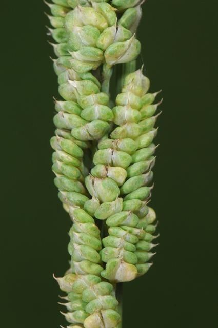 Beckmannia syzigachne fruit