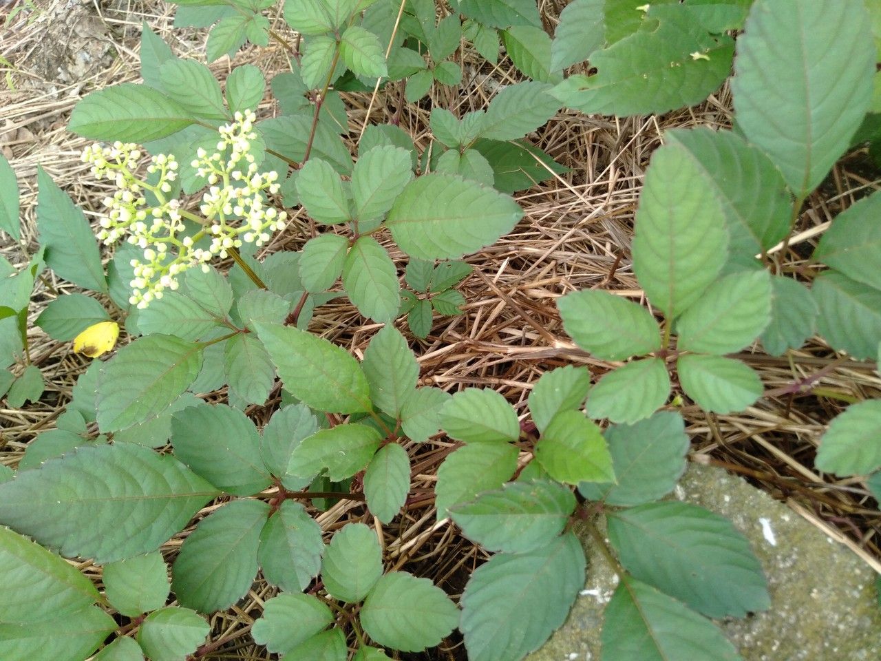 Cayratia japonica leaf