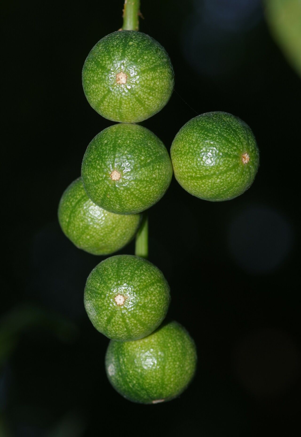 Cayaponia rigida fruit
