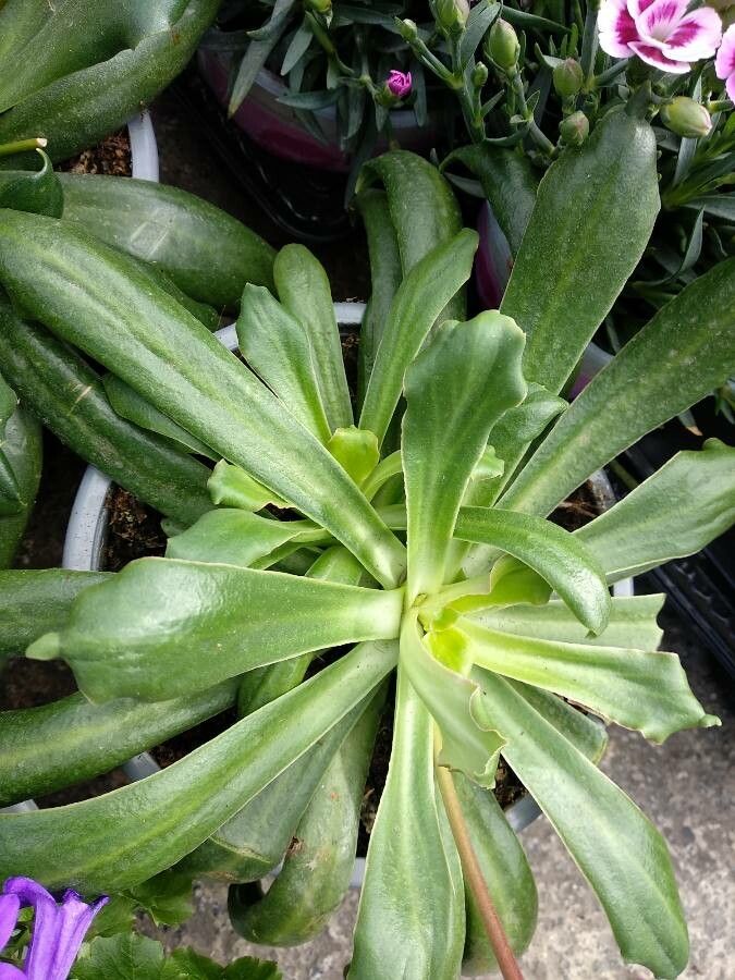 Lewisia cotyledon — search result for 'Western United States'