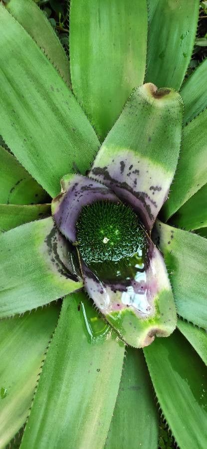 Neoregelia concentrica — houseplant care guide
