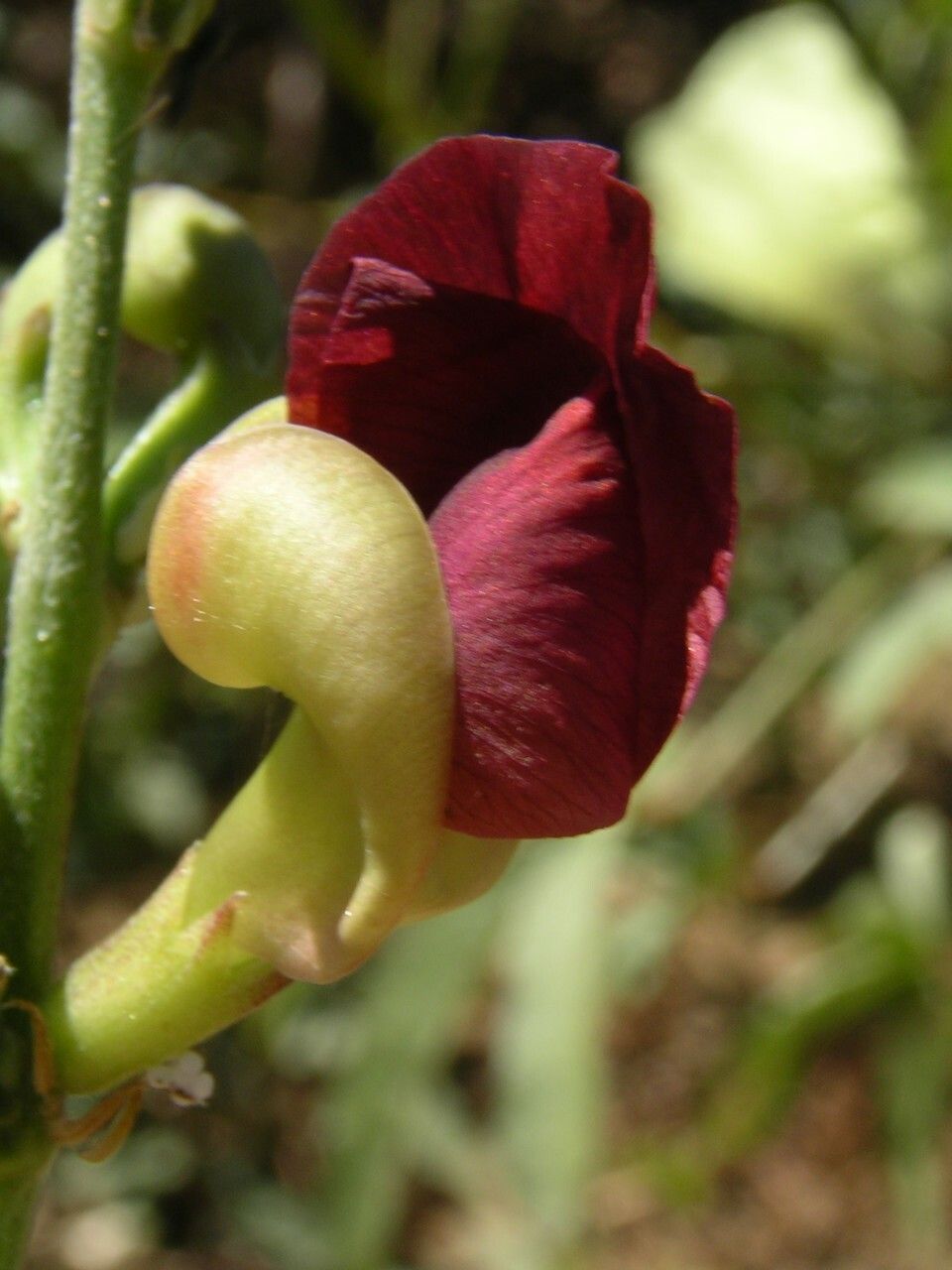 Macroptilium lathyroides flower